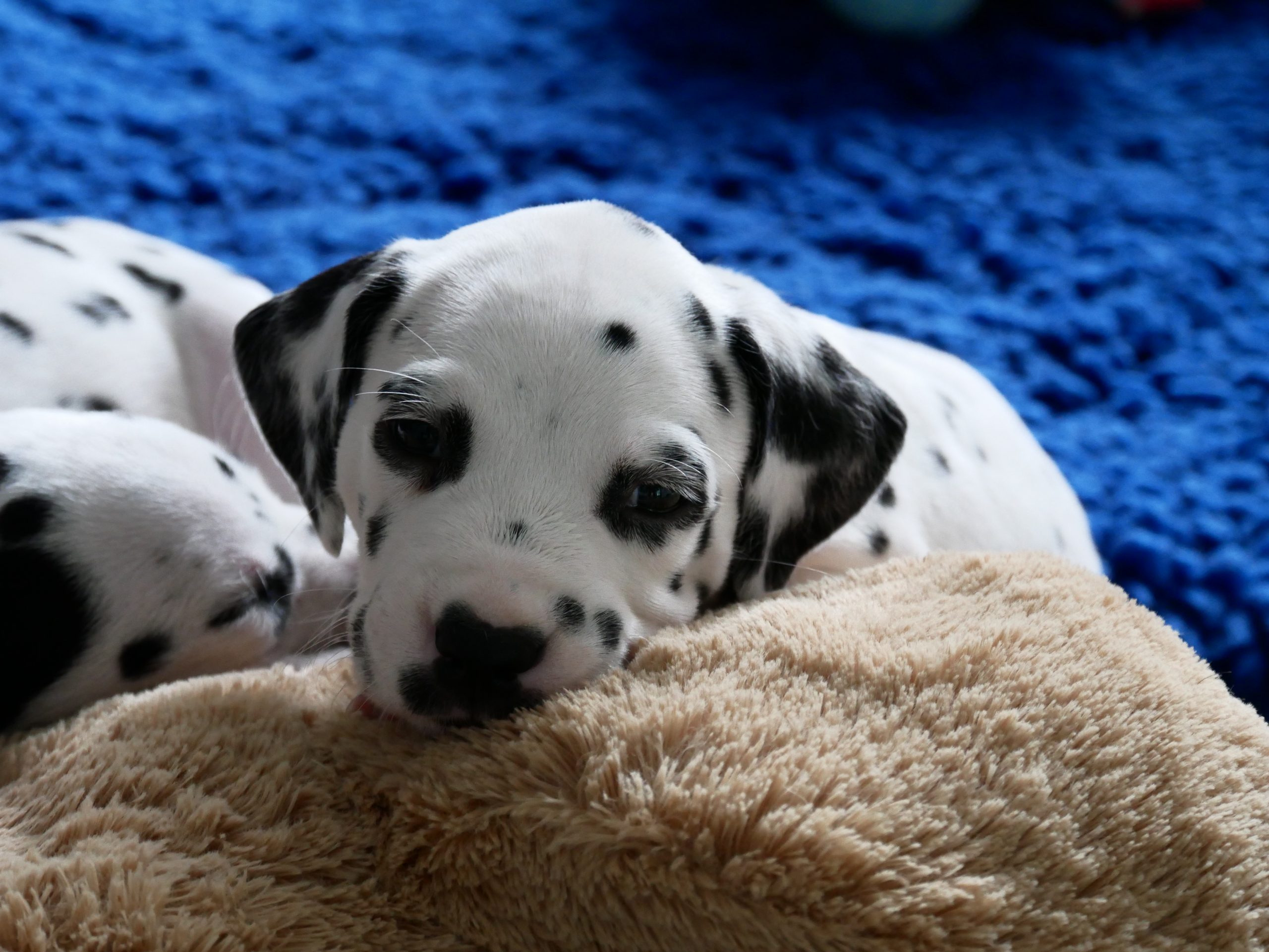Herr Blau Dalmatiner von der Ambacher Höhe